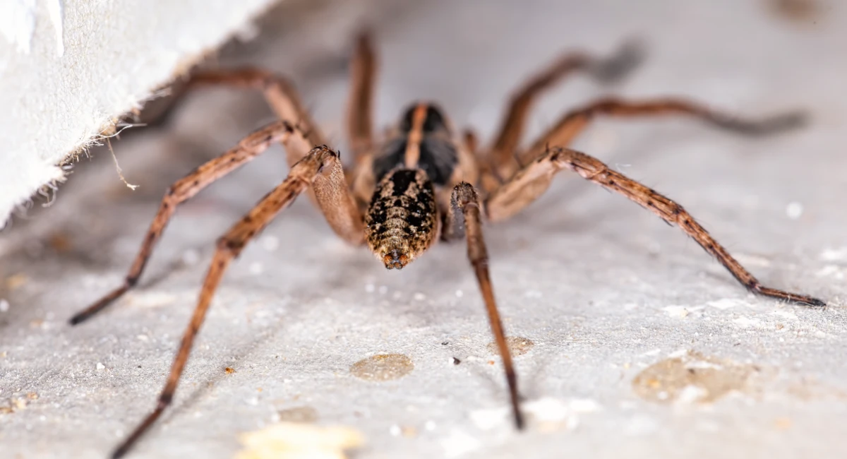Close-up of a wolf spider on white flooring