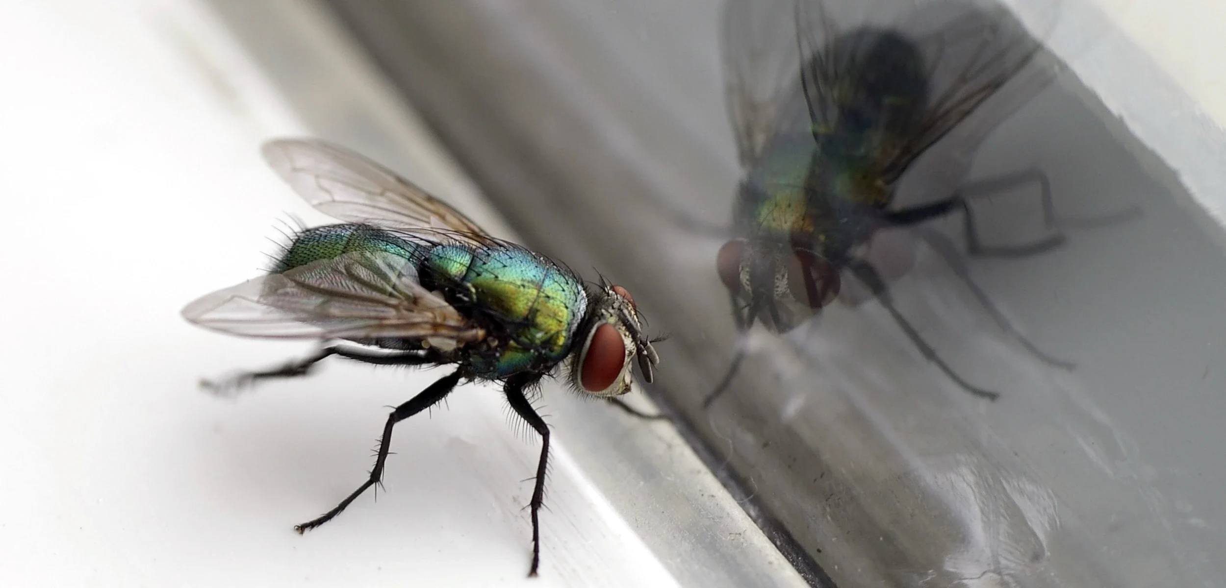 house fly