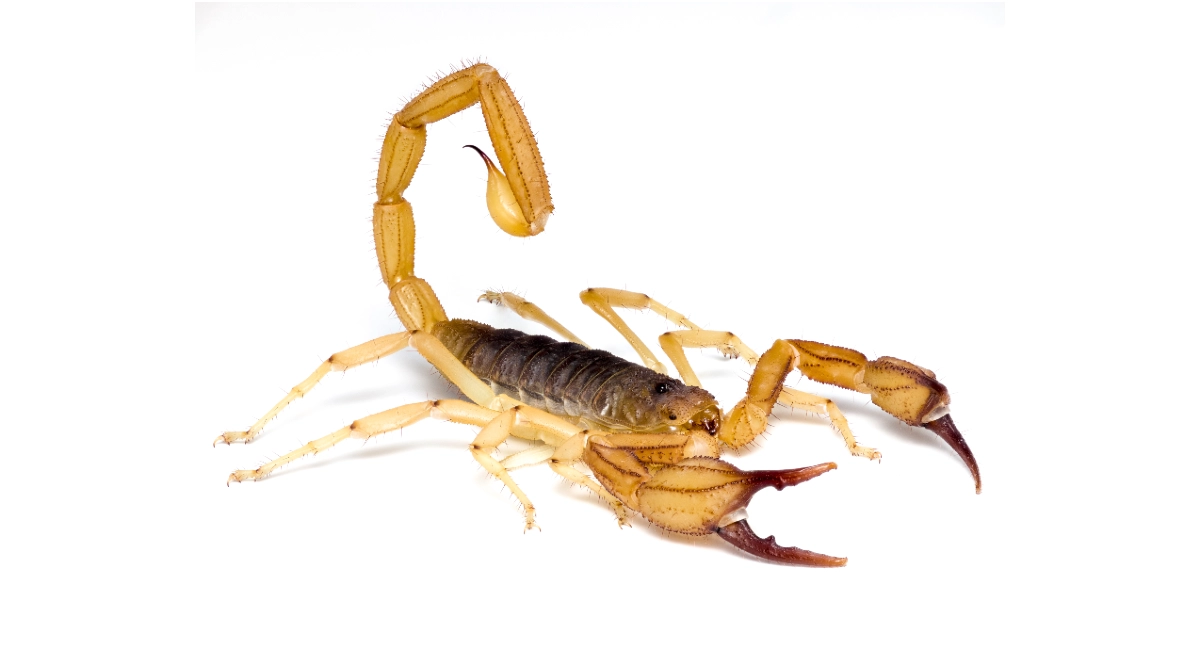Scorpion