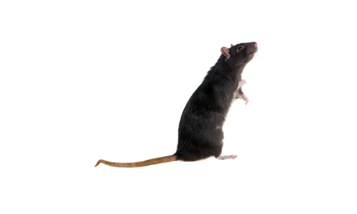 Black rat