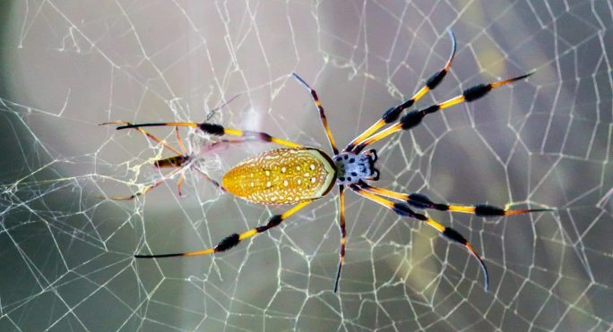 Banana spider