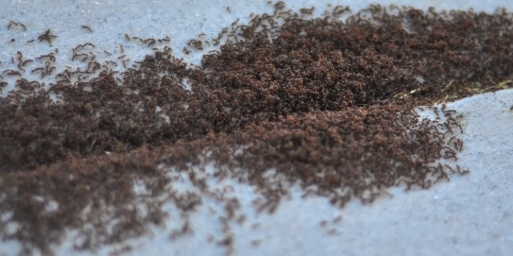pavement ants in the crack of a sidewalk