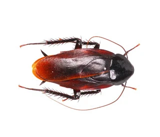 Smokybrown cockroaches