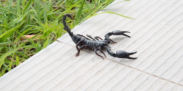 Black scorpion standing on a tree stump with a blurred background.