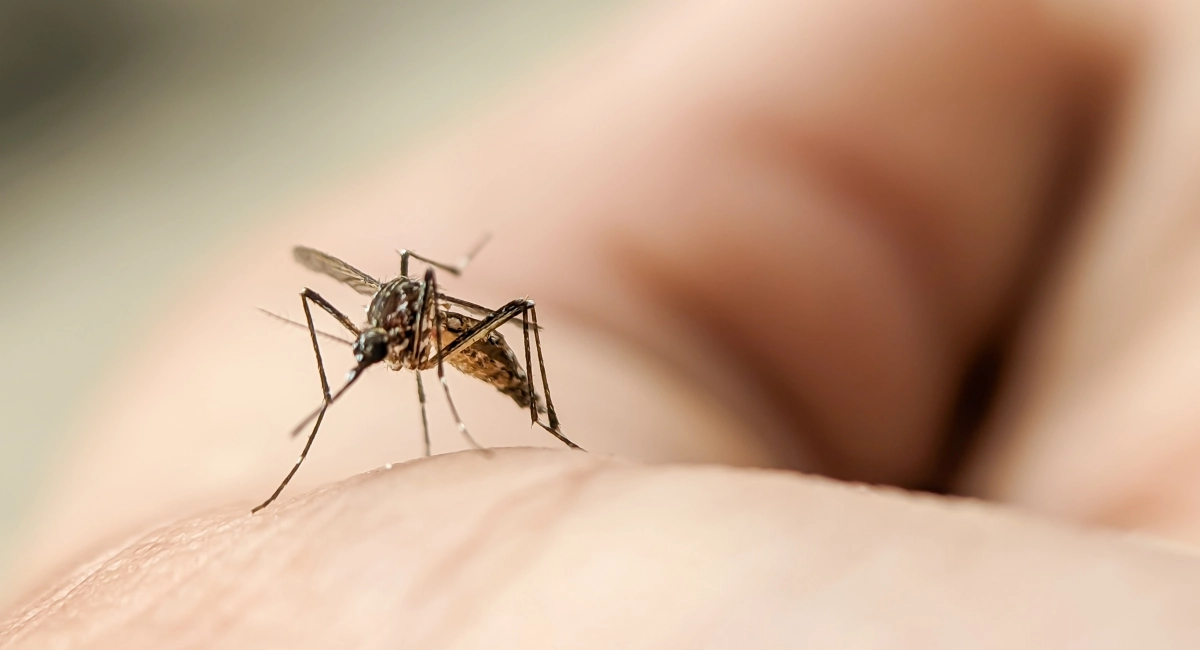 A close-up of a mosquito biting human skin