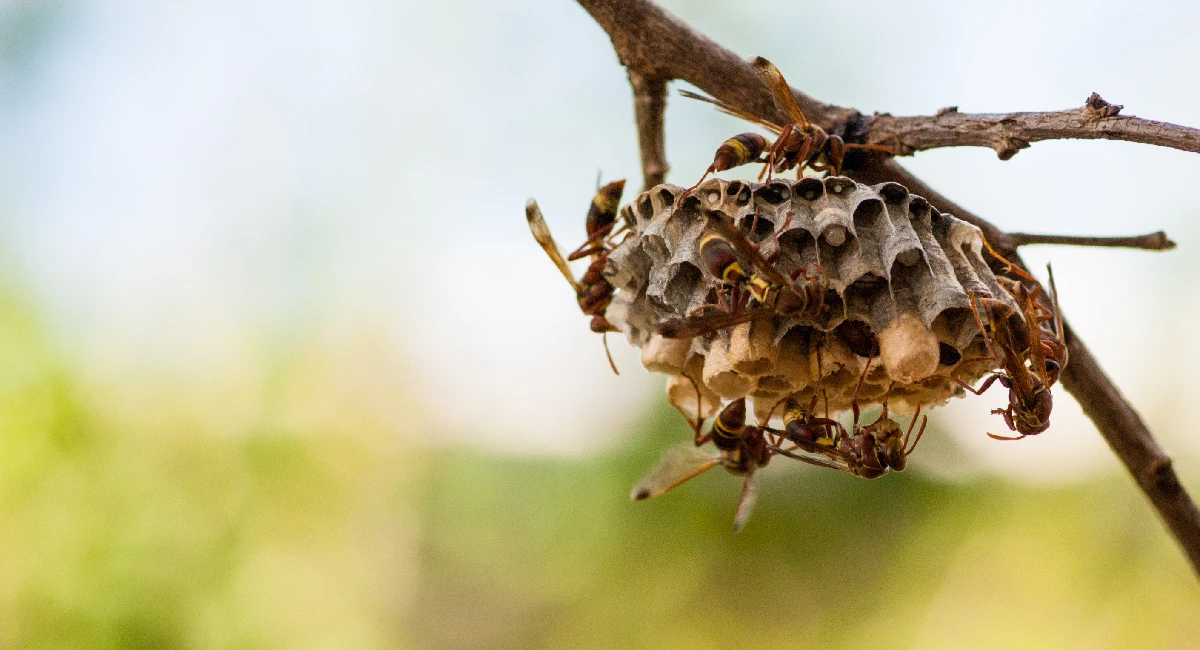 Wasp nest