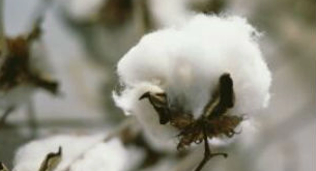 Close up of white cotton balls