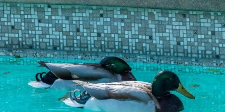 Two white ducks laying on top of the water in a swimming pool.