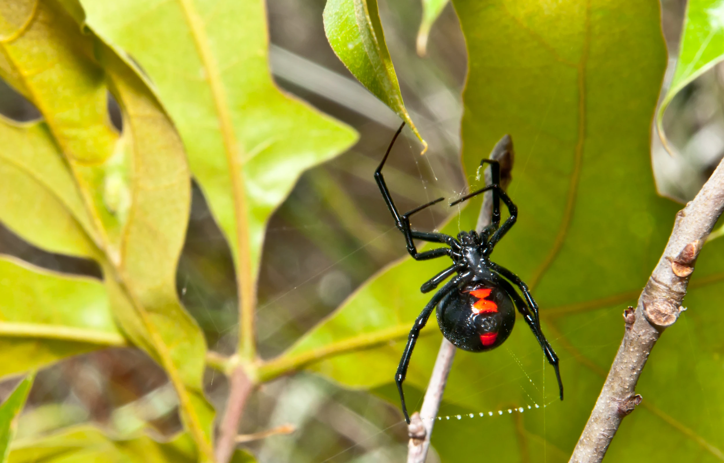 A black widow spider spinning a web in an oak tree