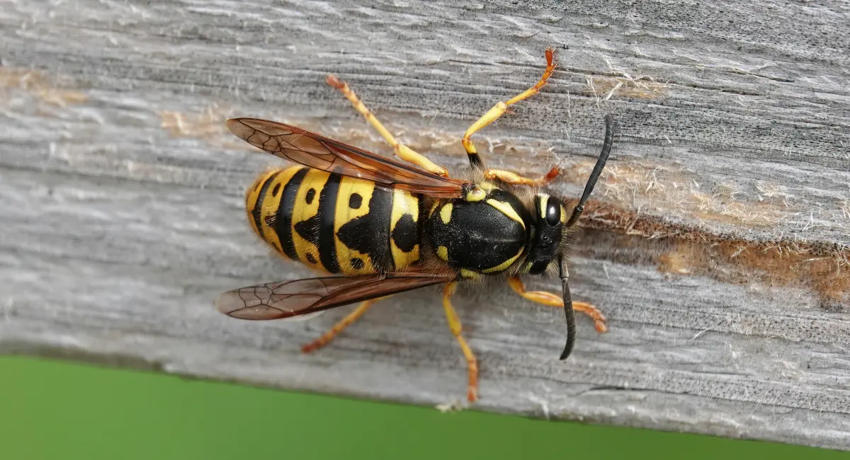 A high angle view of a wasp