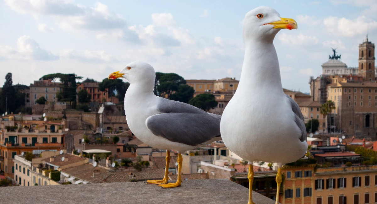 Seagulls on a roof