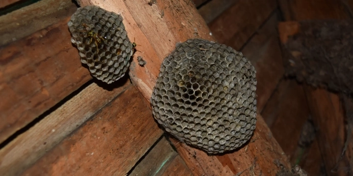 wasp nest in the corner of a room