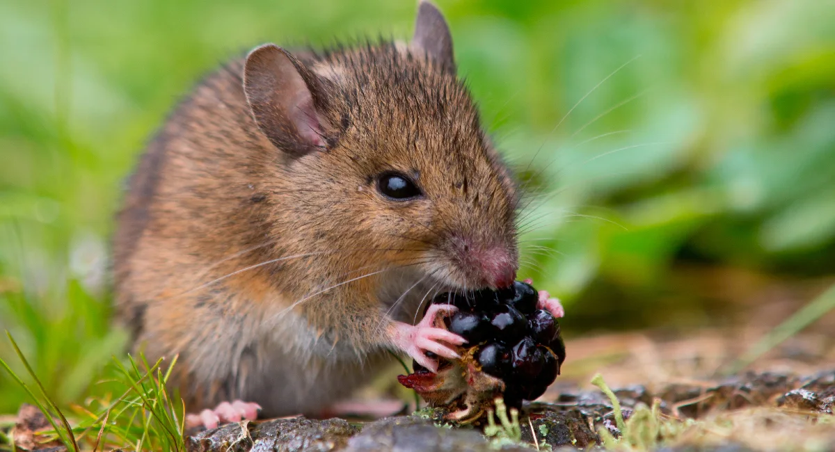 Mouse eating berry