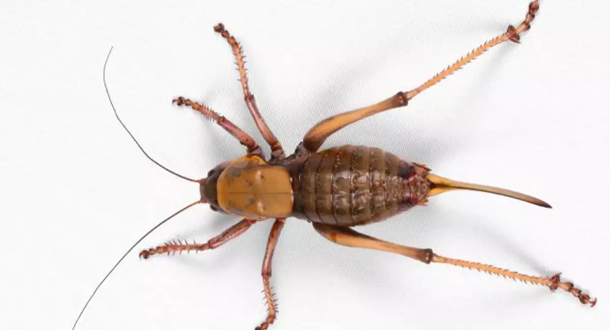 Birds eye view of a Mormon cricket on a white background.