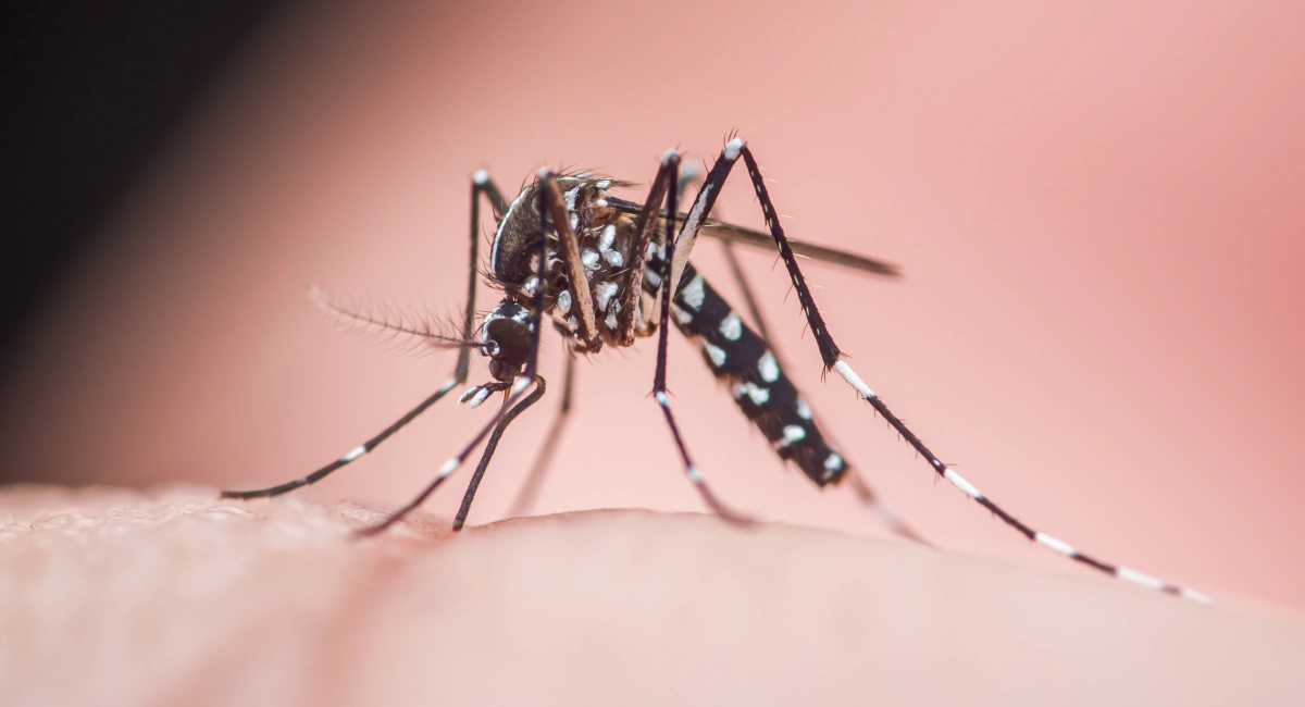 Asian tiger mosquito (Aedes albopictus) biting human skin, potentially transmitting dangerous diseases 