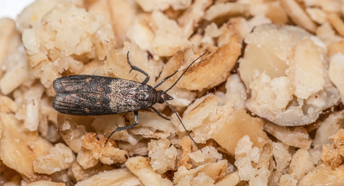 Close-up view of an  indian-meal moth on oatmeal.