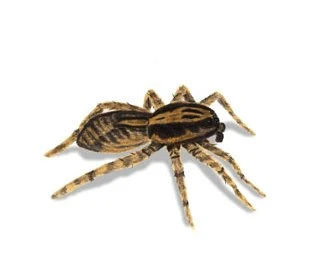 Wolf spider
