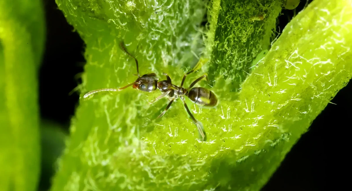 Argentine Ant