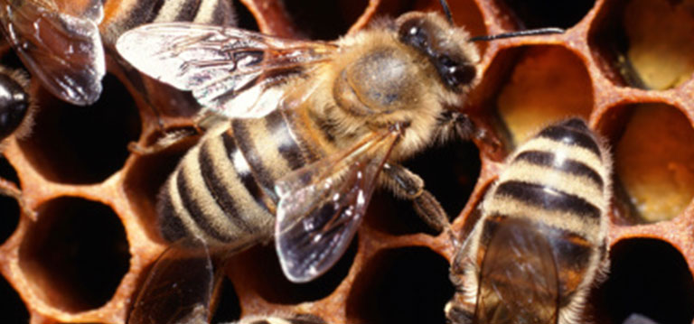 Bee