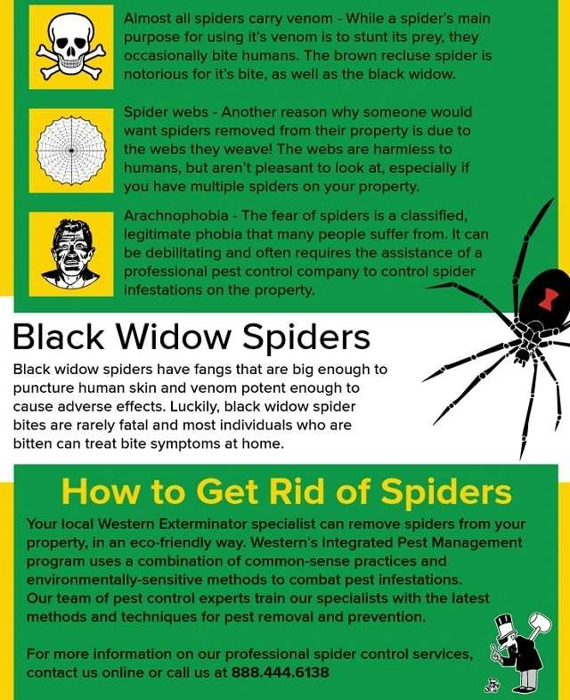 Spider infographic 3