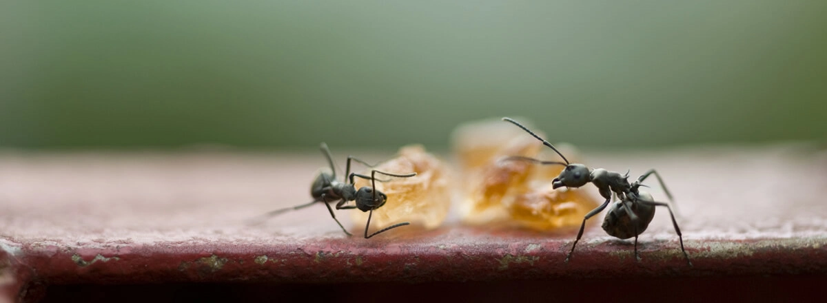 does tobacco attract ants Are Ants Attracted to a Specific Type of Sugar?