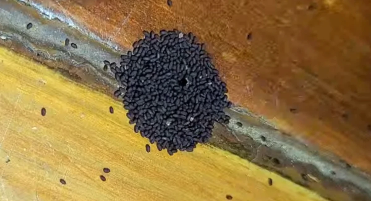A small pile of drywood termite frass - small, dark colored pellets - surround a drywood termite kick-out hole in some wood