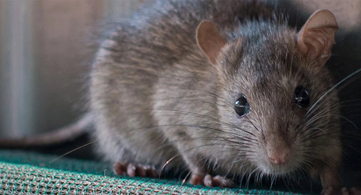 Rat