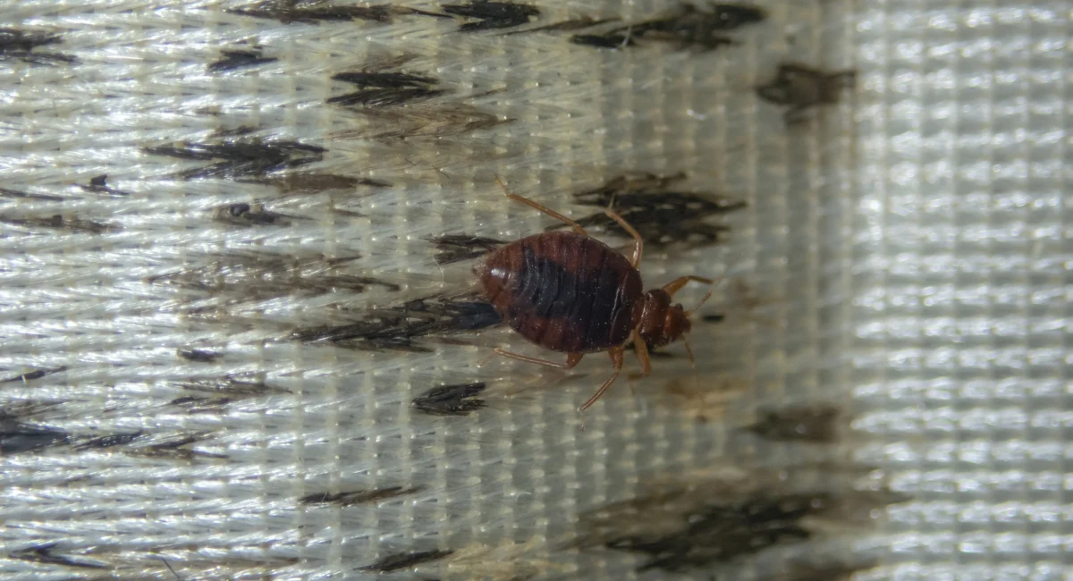 A bed bug, small and round, on a mattress stained with excrement.