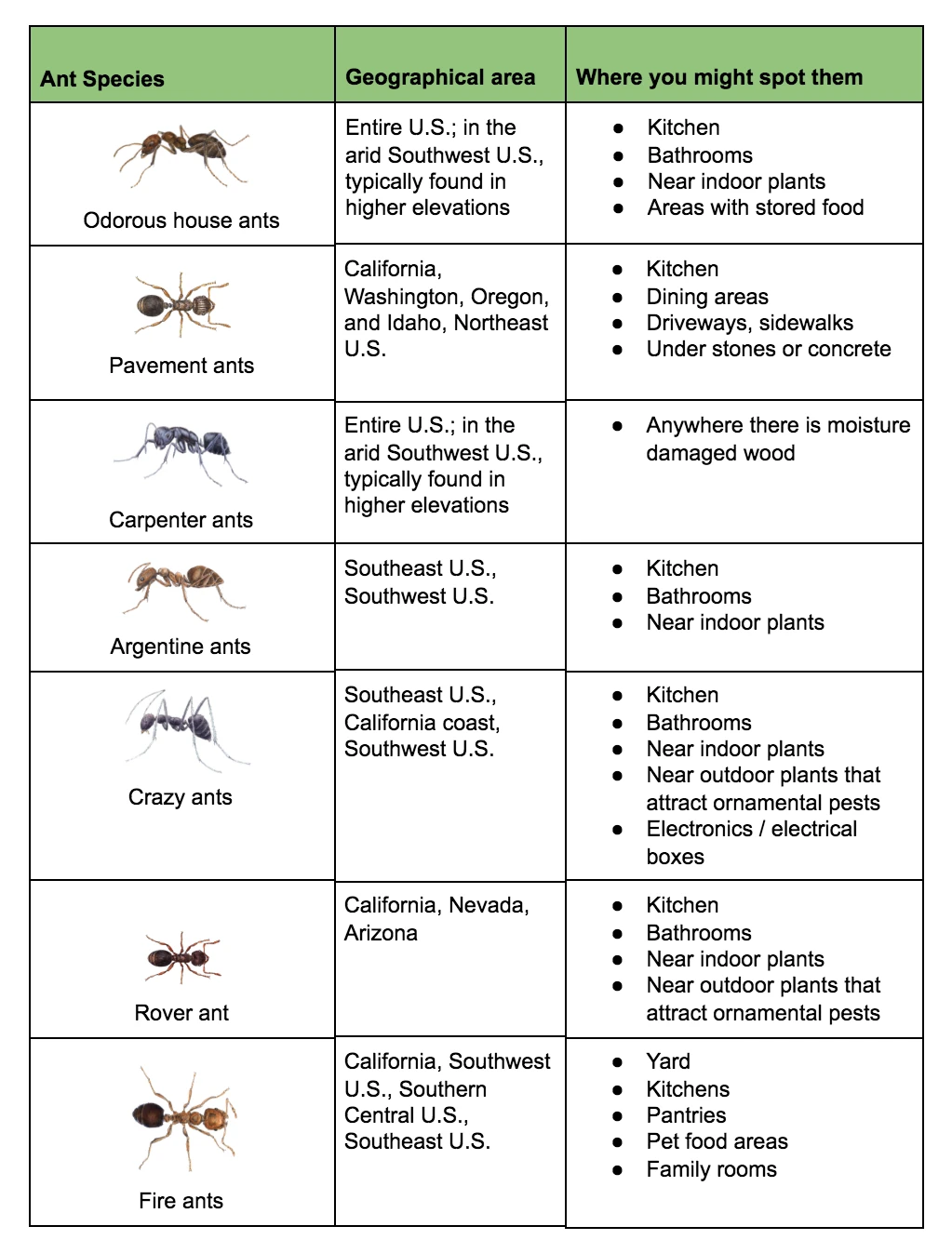 7 ant species you might encounter this spring in the Western U.S.
