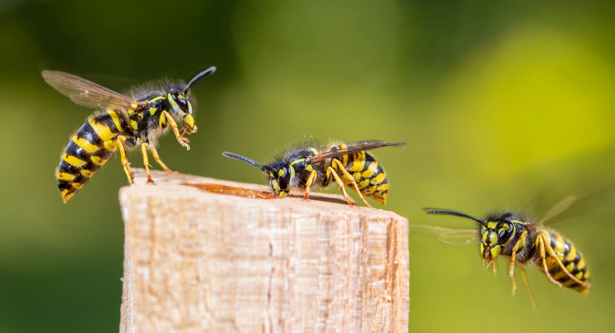 Wasps flying to their food source