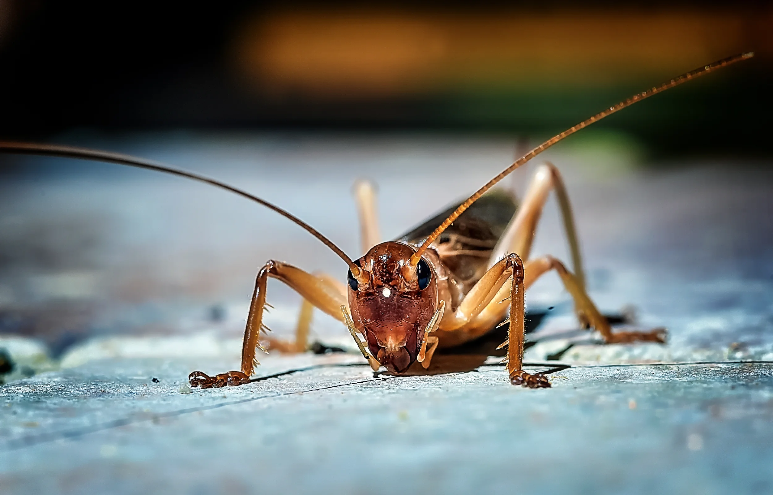 Common summer pests in Phoenix