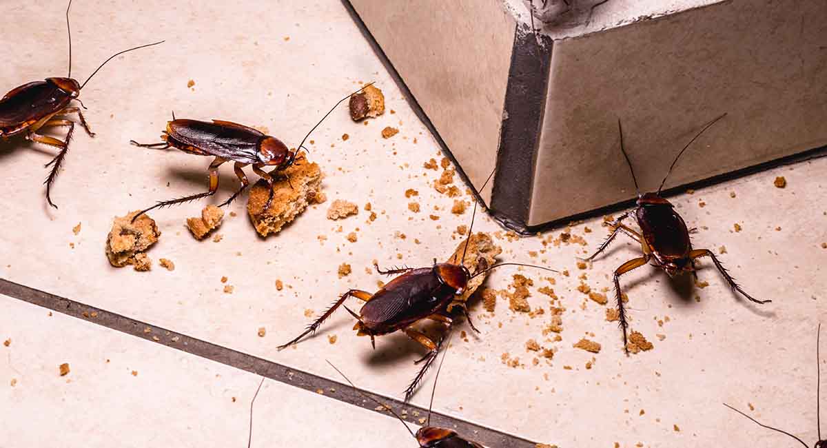 Several cockroaches swarm over a broken cookie on a tiled floor