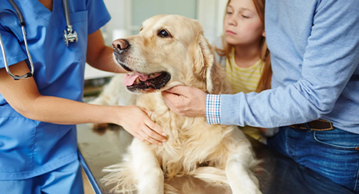 Yellow lab getting checked out by veterinarian wearing blue scrubs and stethoscope.