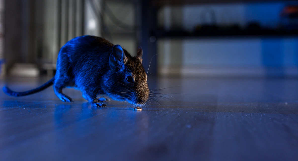 A rat inspects a crumb on the floor inside of a house while it is dark