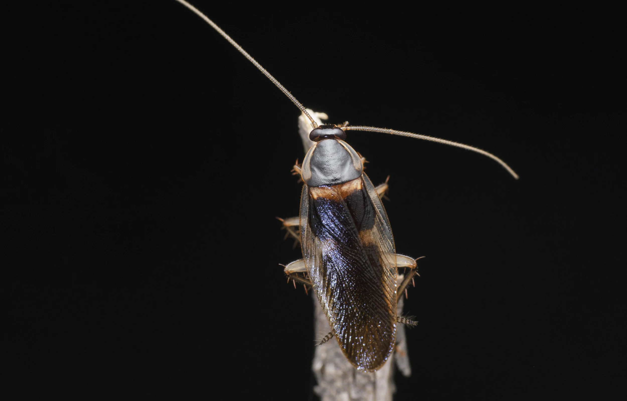 A close-up of a brown-banded cockroach
