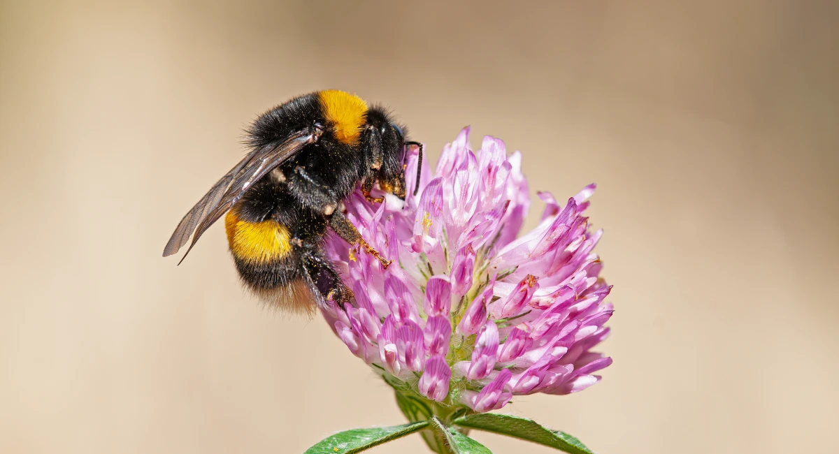 Bumble bee