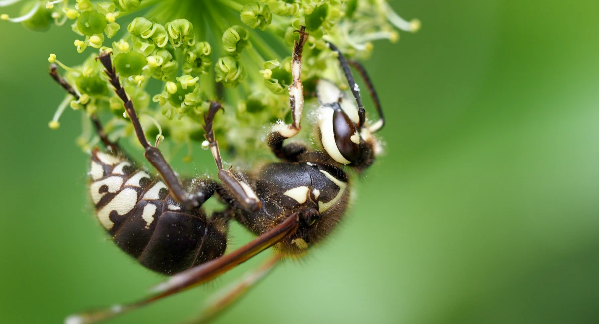 A bald-faced hornet, with white and black markings, clings to a flower