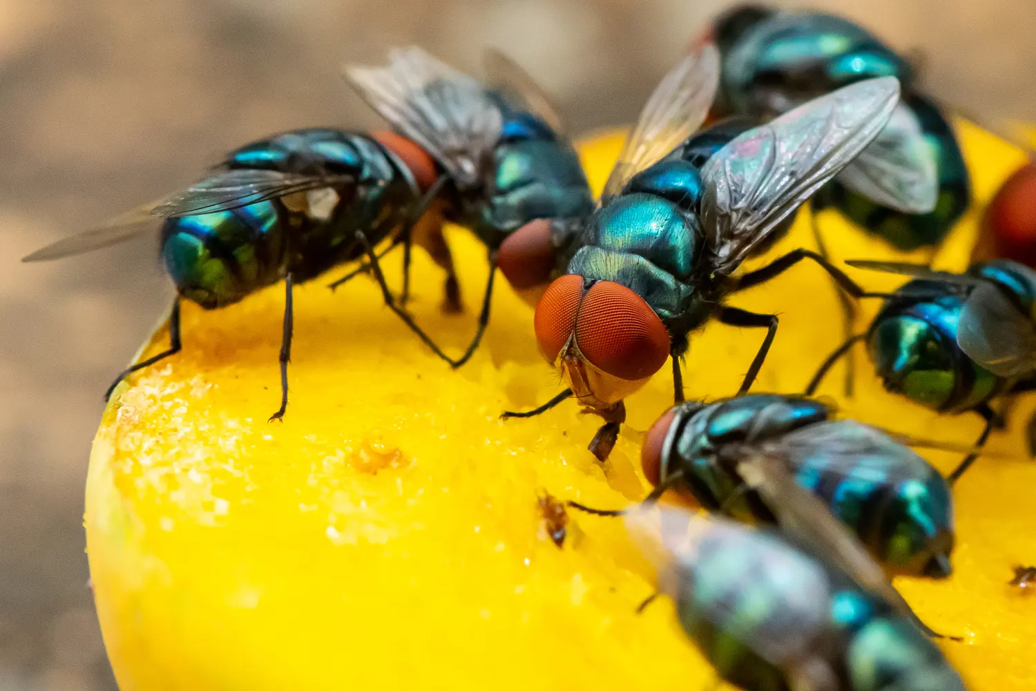 house flies