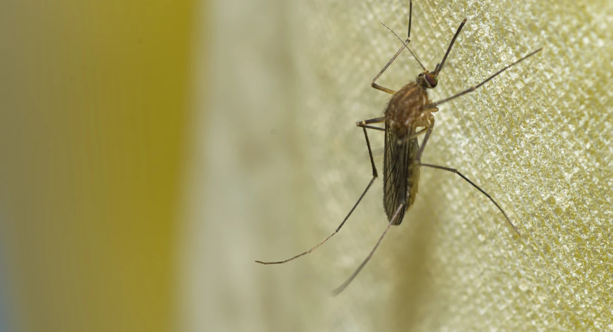 A mosquito perched on a bath curtain