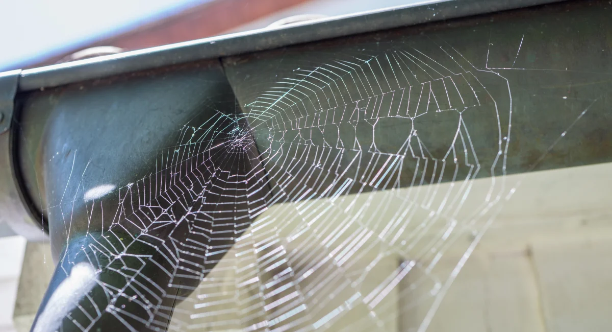 A spider web underneath an exterior gutter