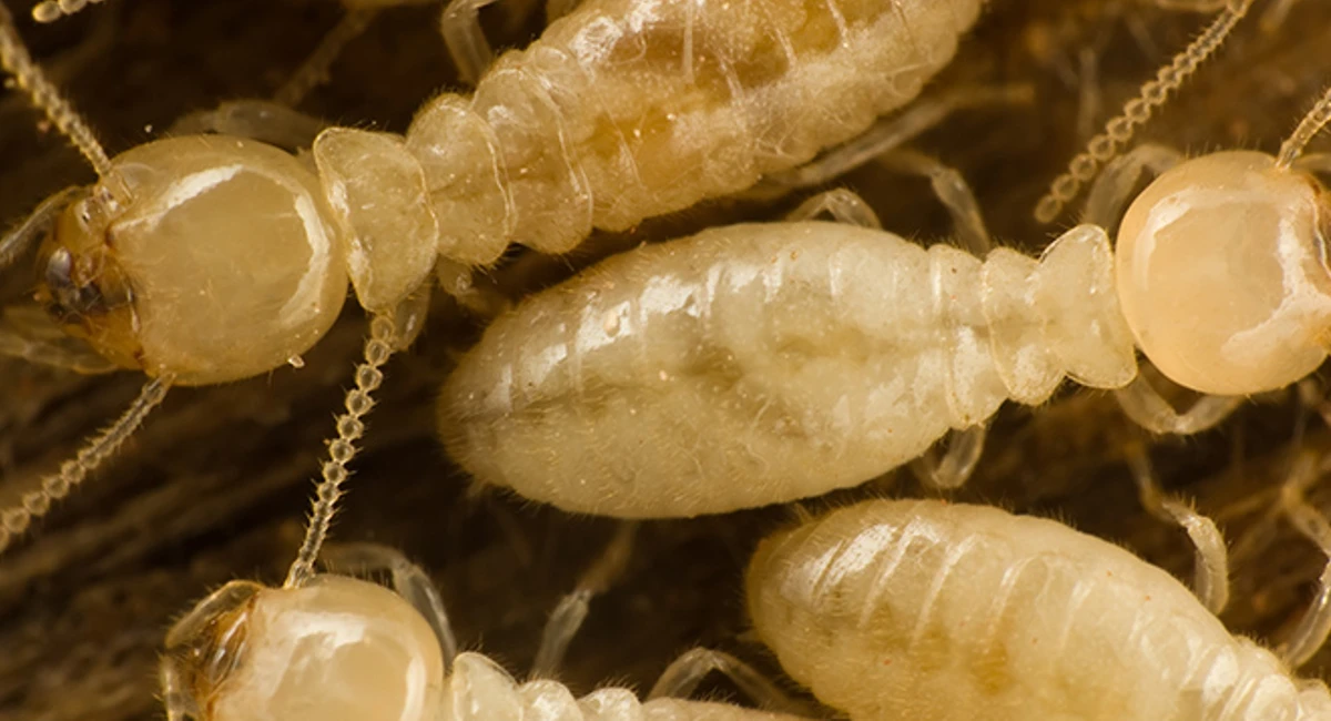 termites