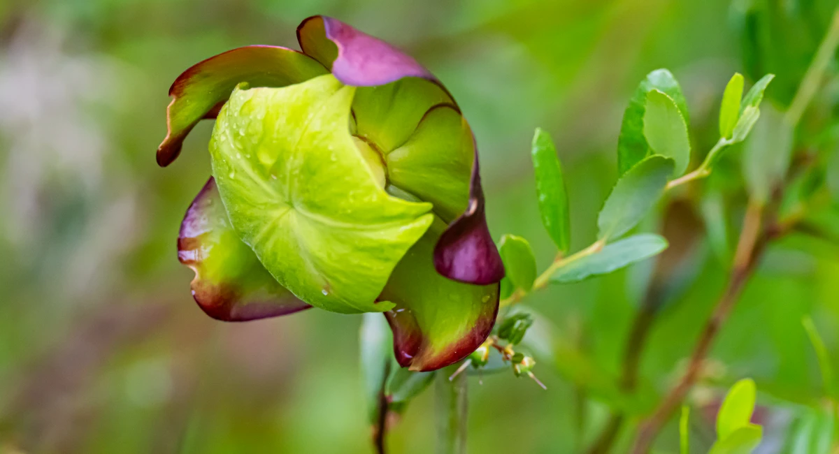  A purple pitcher plant in bloom outside