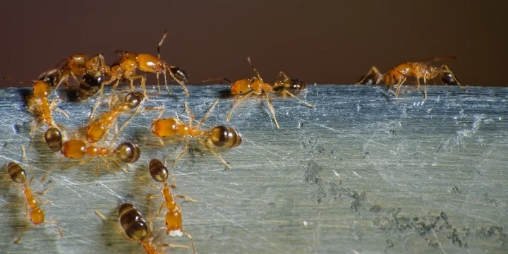 Argentine ant