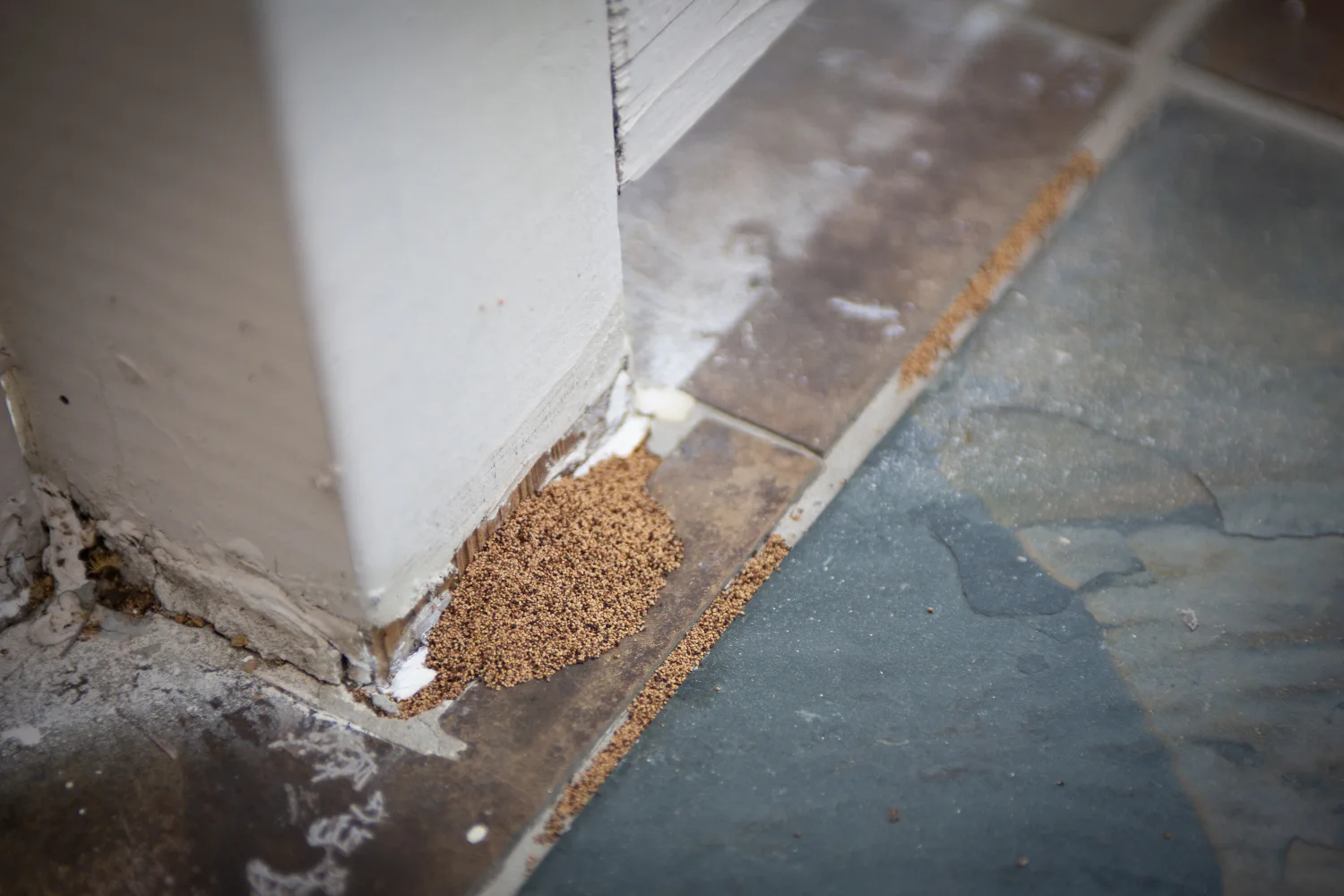 frass termite droppings