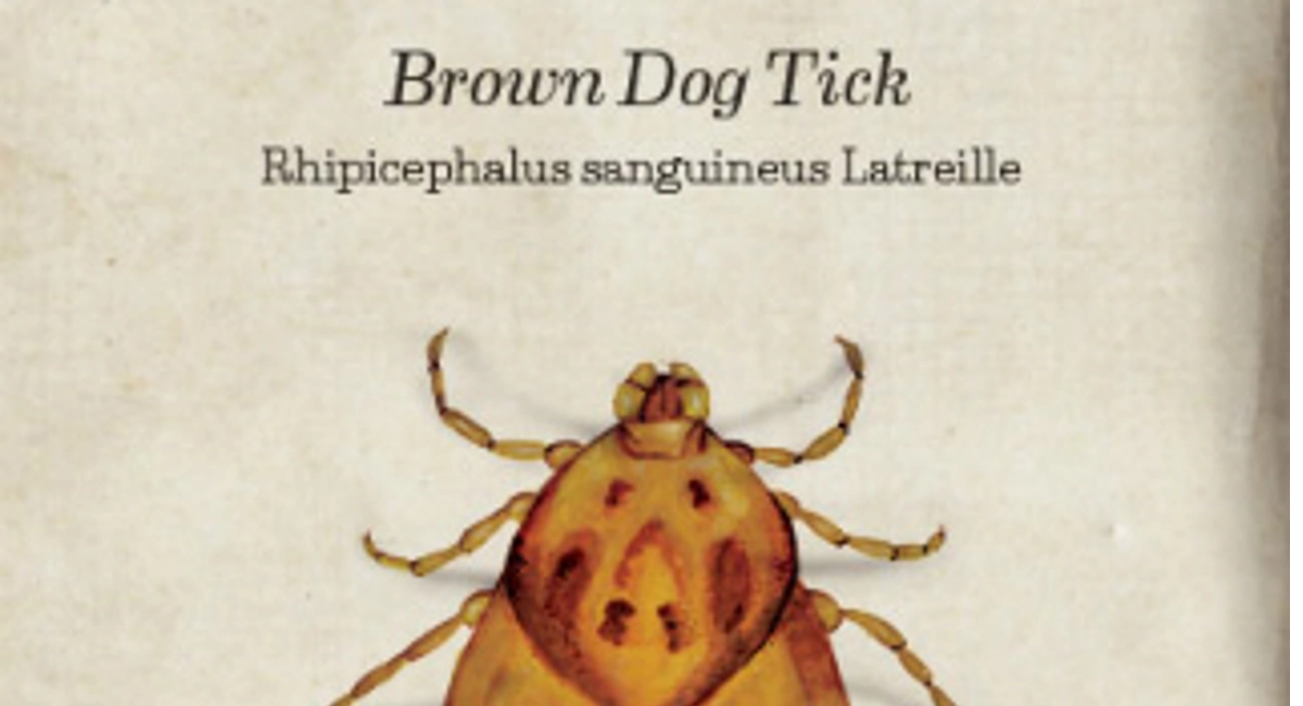 brown dog tick