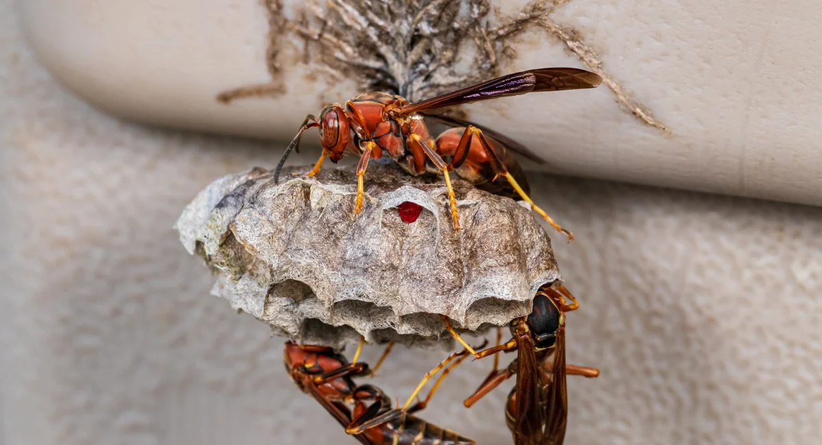 Three Northern paper wasps building their distinctive umbrella-shaped nest with visible hexagonal cells 