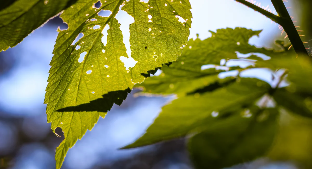Leaves that have been damaged by beetles