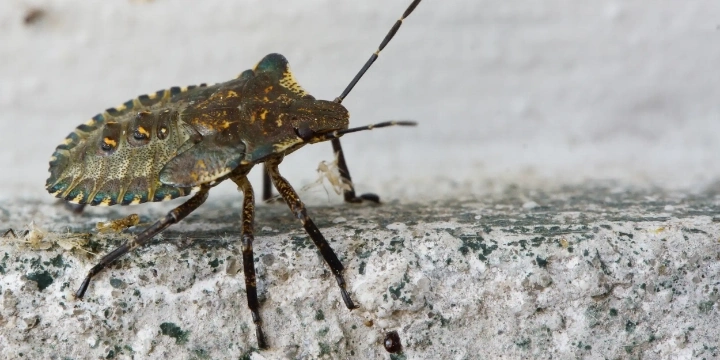 Brown marmorated stink bug