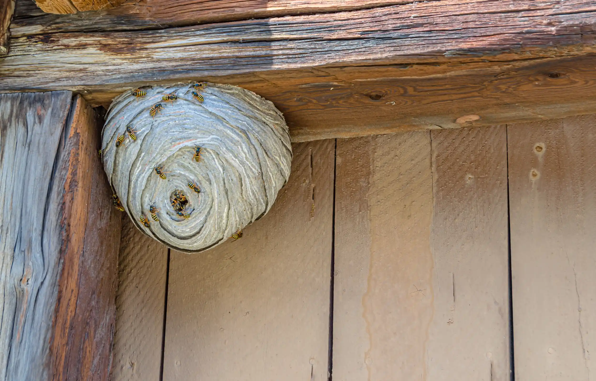 A wasp nest, made from a papery material, hangs underneath an eave