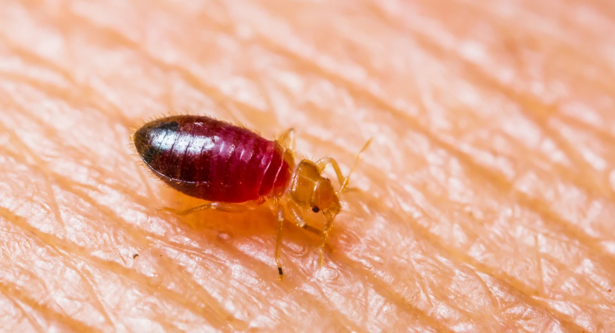 Close-up of a bed bug on skin